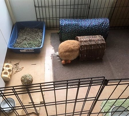 Rescue Rabbits Rock's Photo