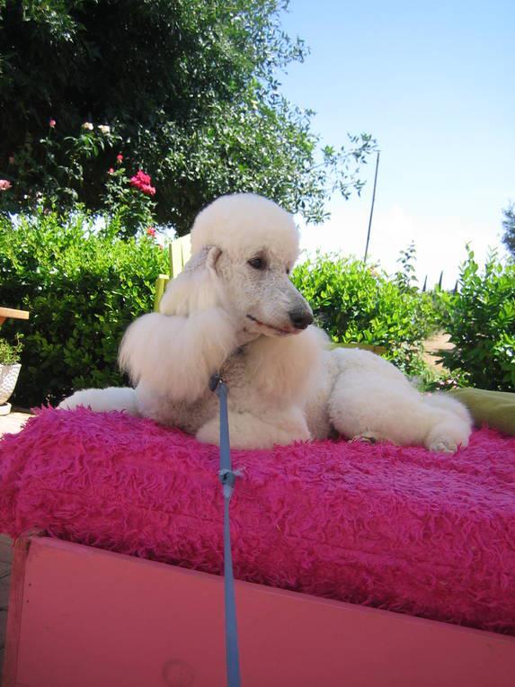 California Bed and Biscuit's Photo