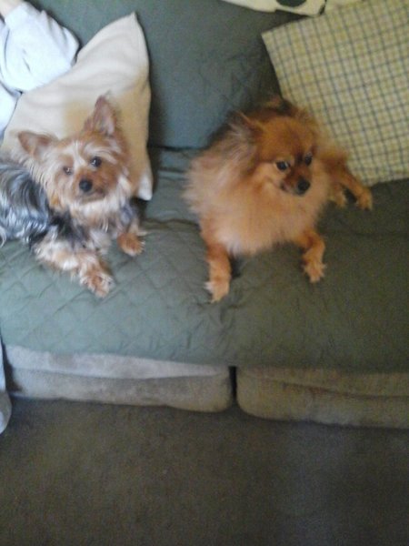 Beg n Bark Petsitting