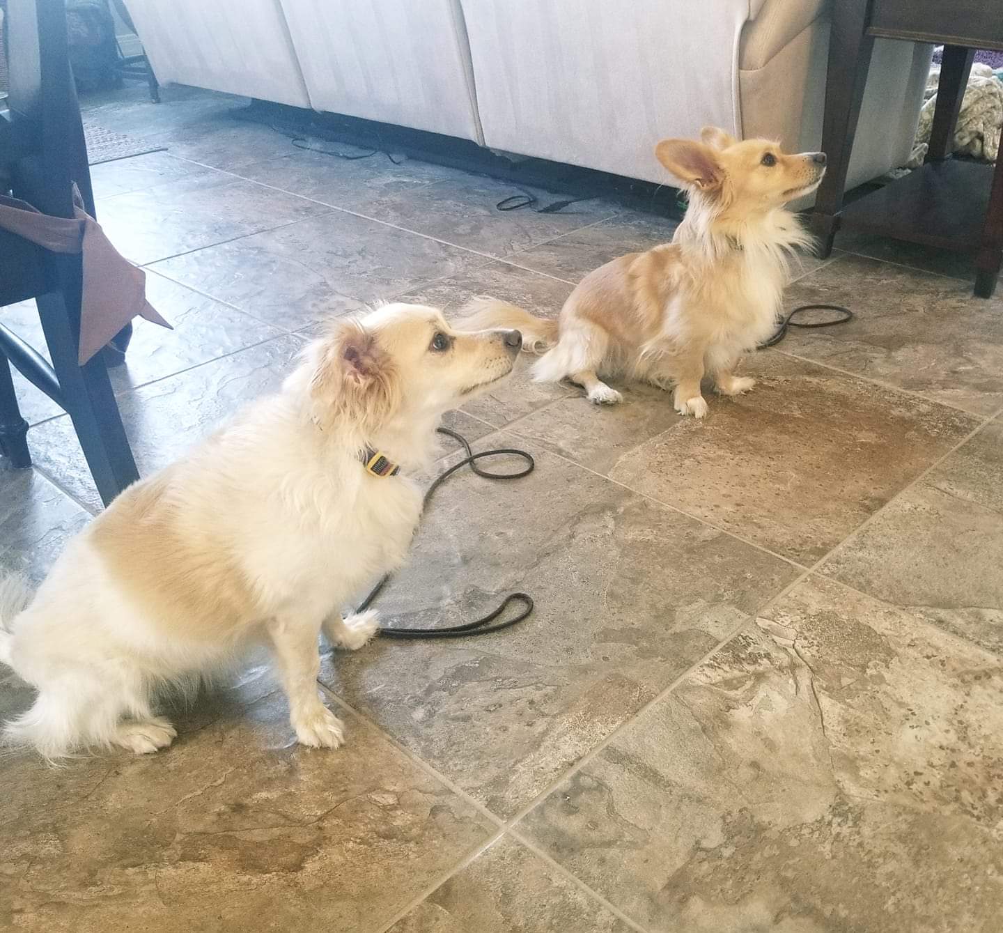 Embry Canine's Photo