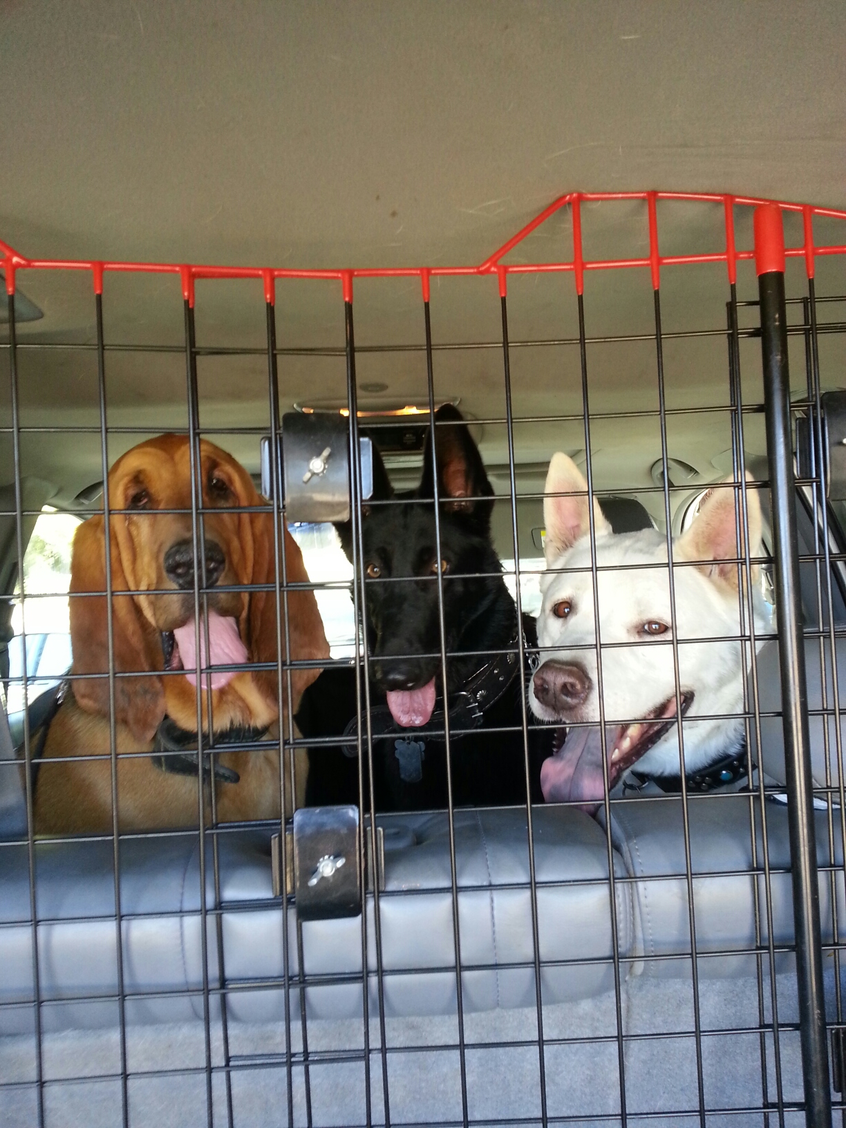 Fuzzy Paws Premier Pet Care's Photo