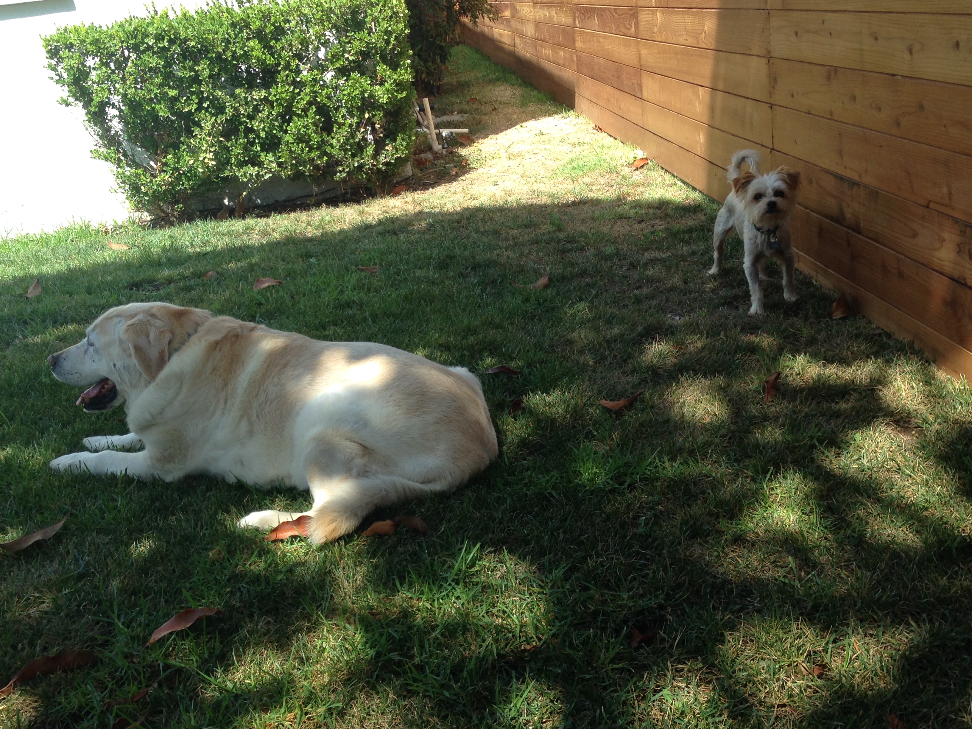 Pawhama Mama's Doggy Day-n-Stay's Photo