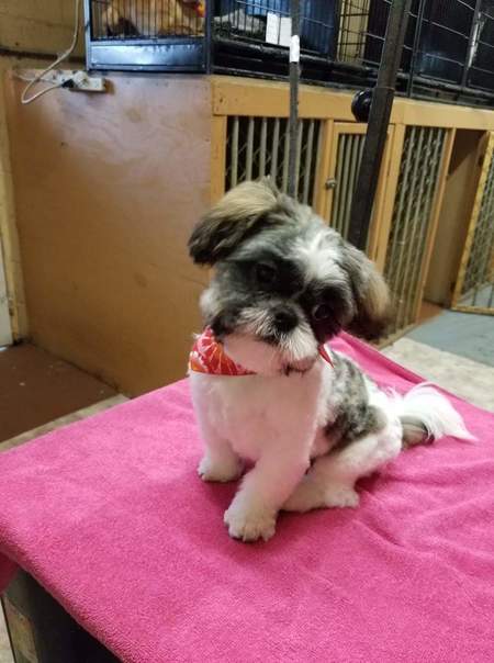 Peewee Grooming's Photo