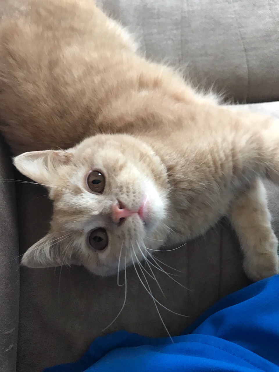 Best in Boca Pet Sitters's Photo