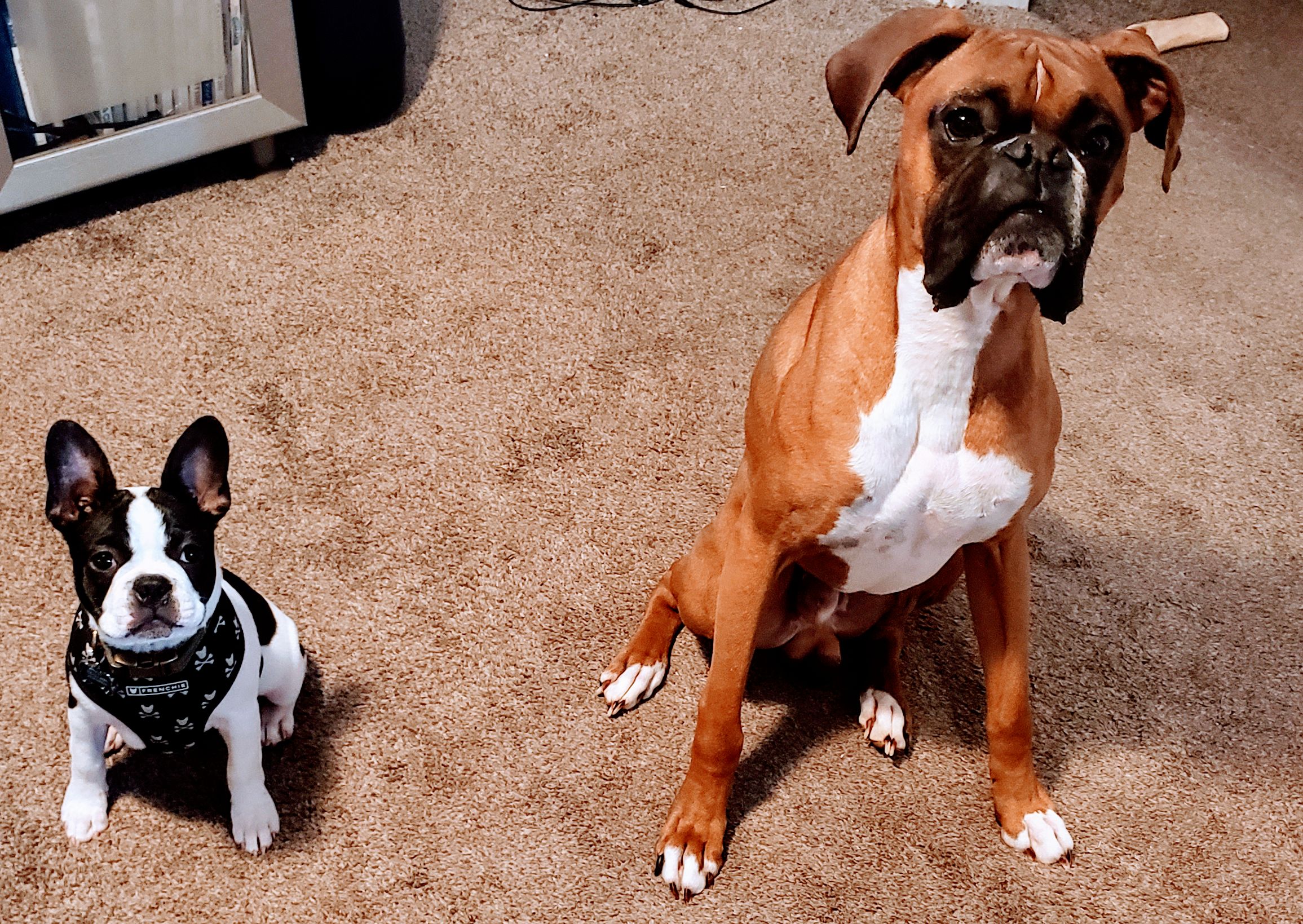 Mady and Daddy Pet Services's Photo