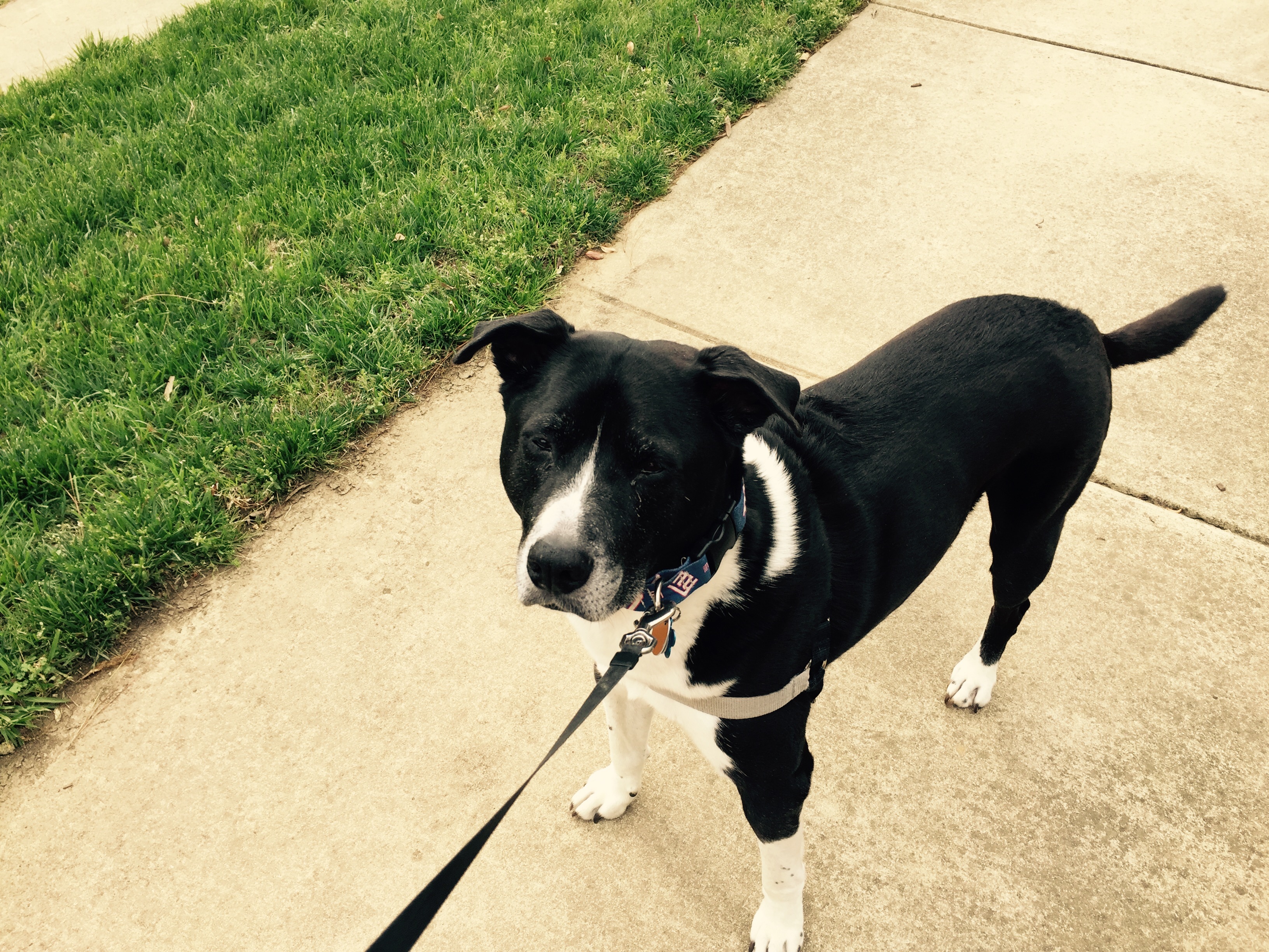 Lucky Dogs & Cool Cats Pet Sitting's Photo