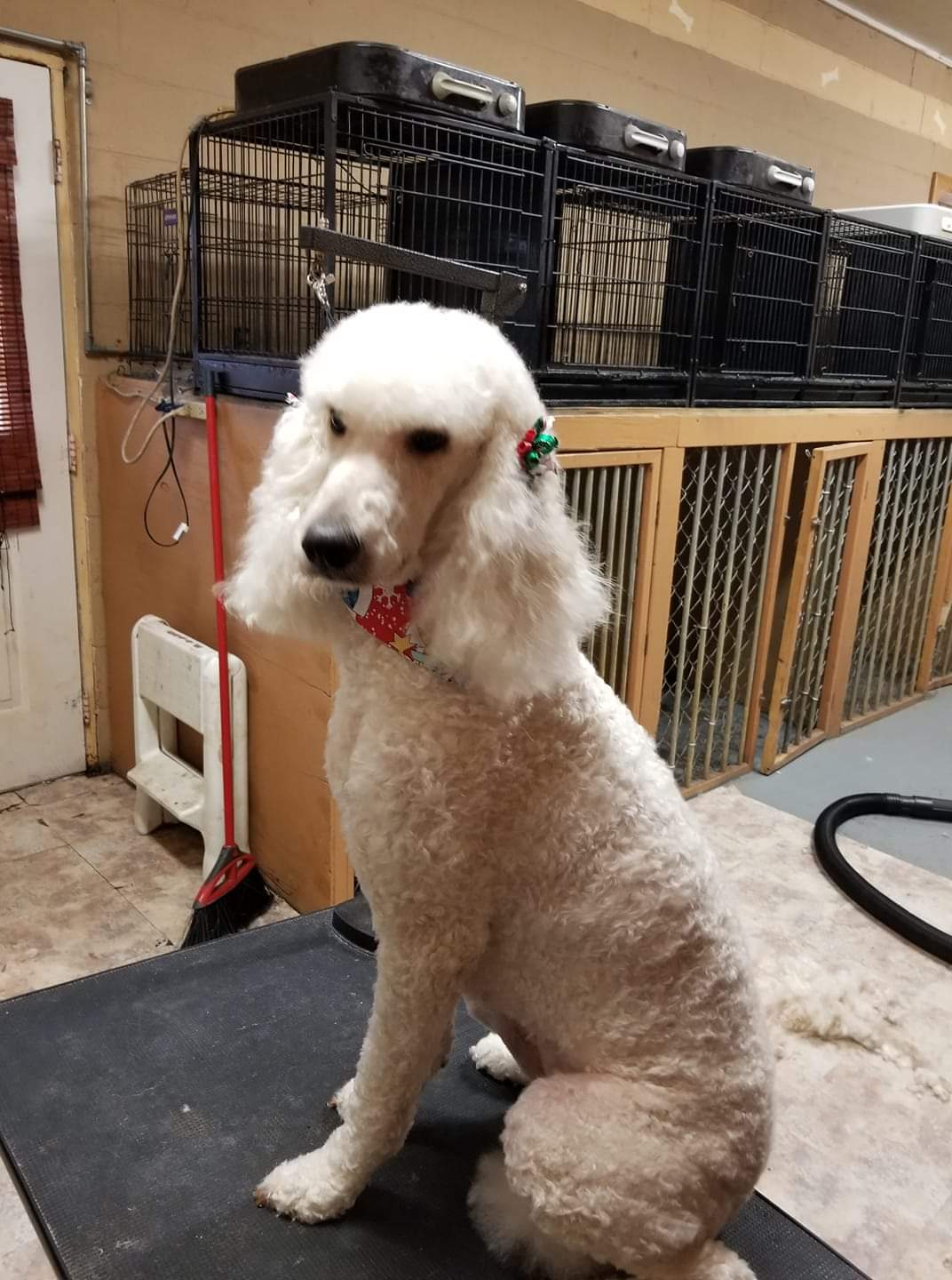 Peewee Grooming's Photo