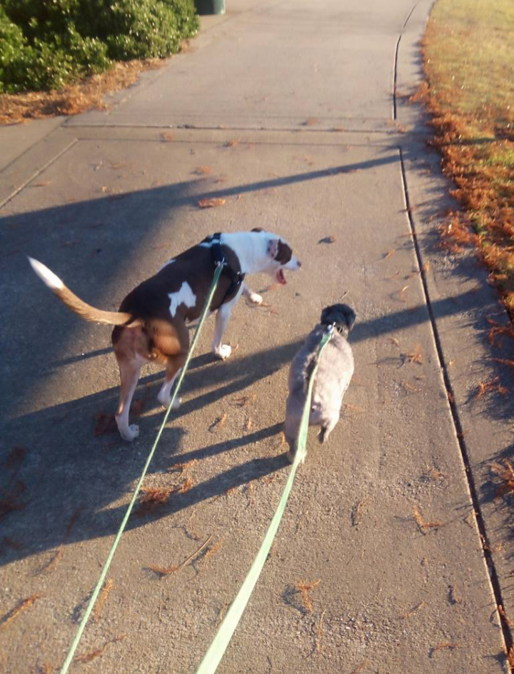 Five star buddies's Photo