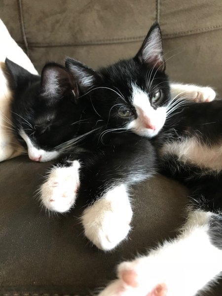 Pups-n-Purrs Pet Sitting's Photo