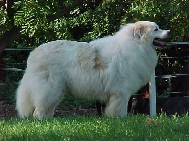 Country Pet Farm & Garden, Ltd's Photo