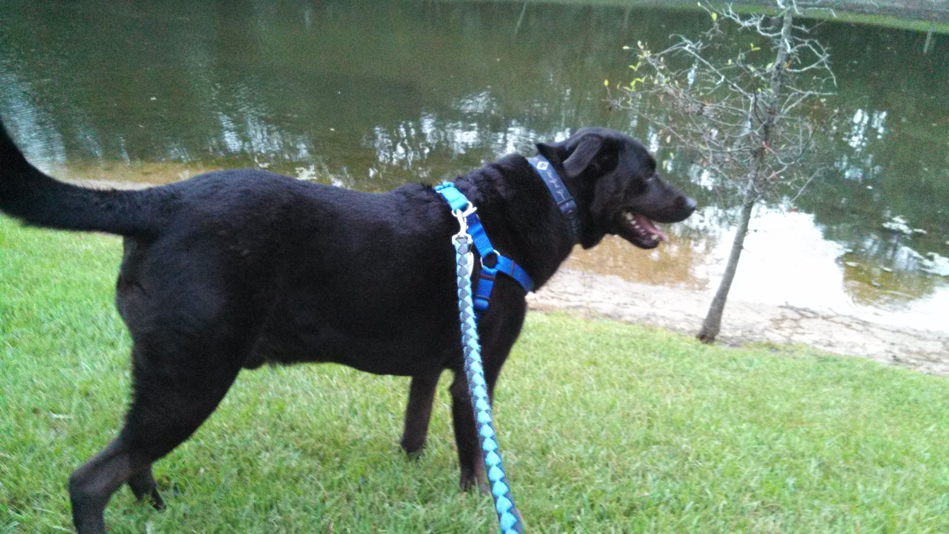 Andy's Pet Services's Photo