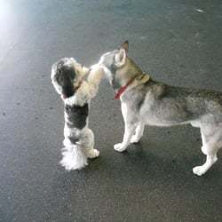 Playful Paws Dog Walking and Pet Sitting's Photo