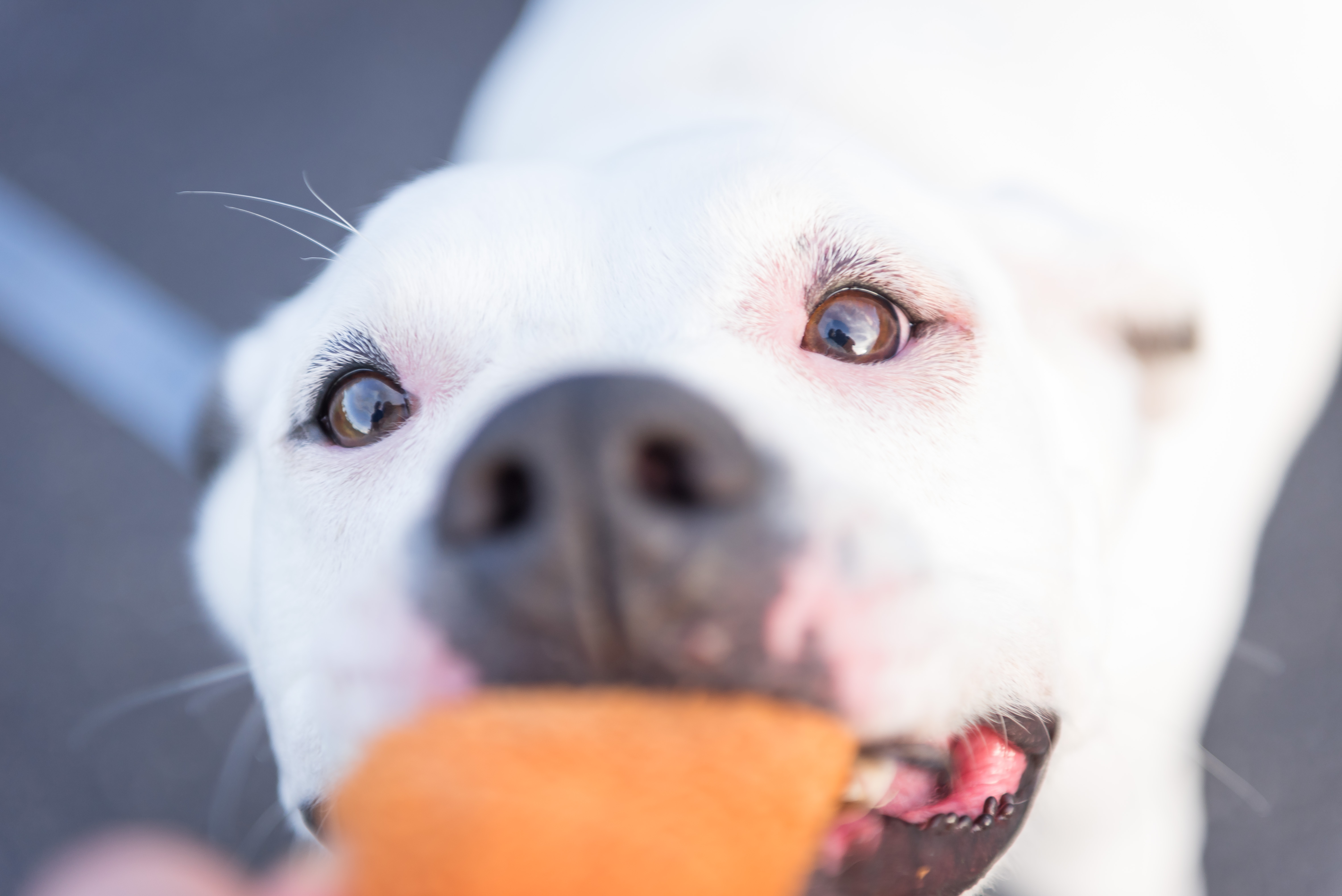 Cloudk9 Pet Services's Photo