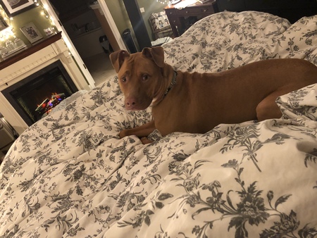 FurBabies Petcare