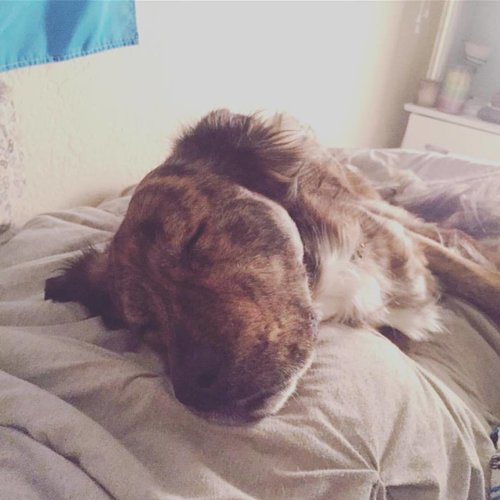 Potty Time Pets's Photo