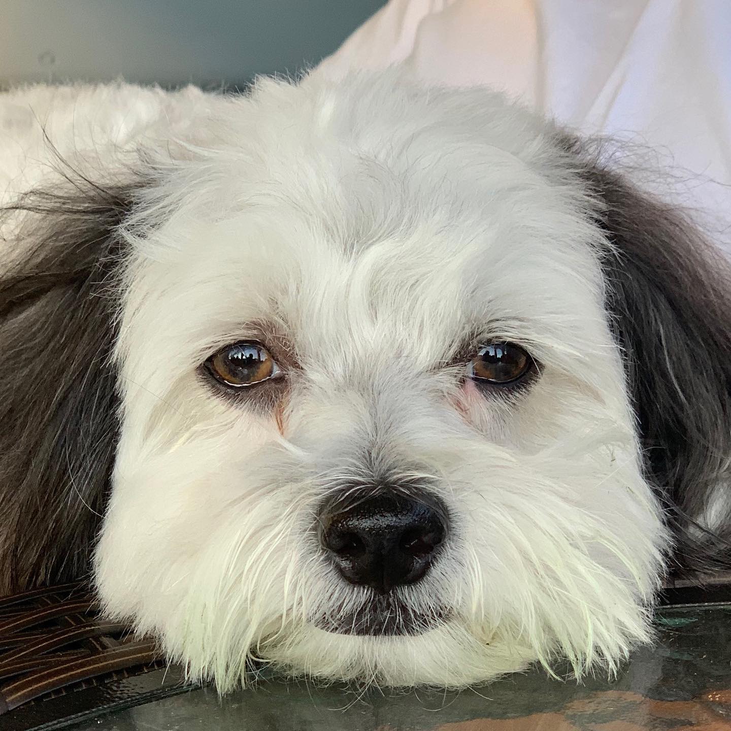 Forever Friend Pet Services's Photo