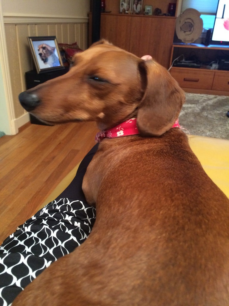 Tina's Dog Boarding's Photo