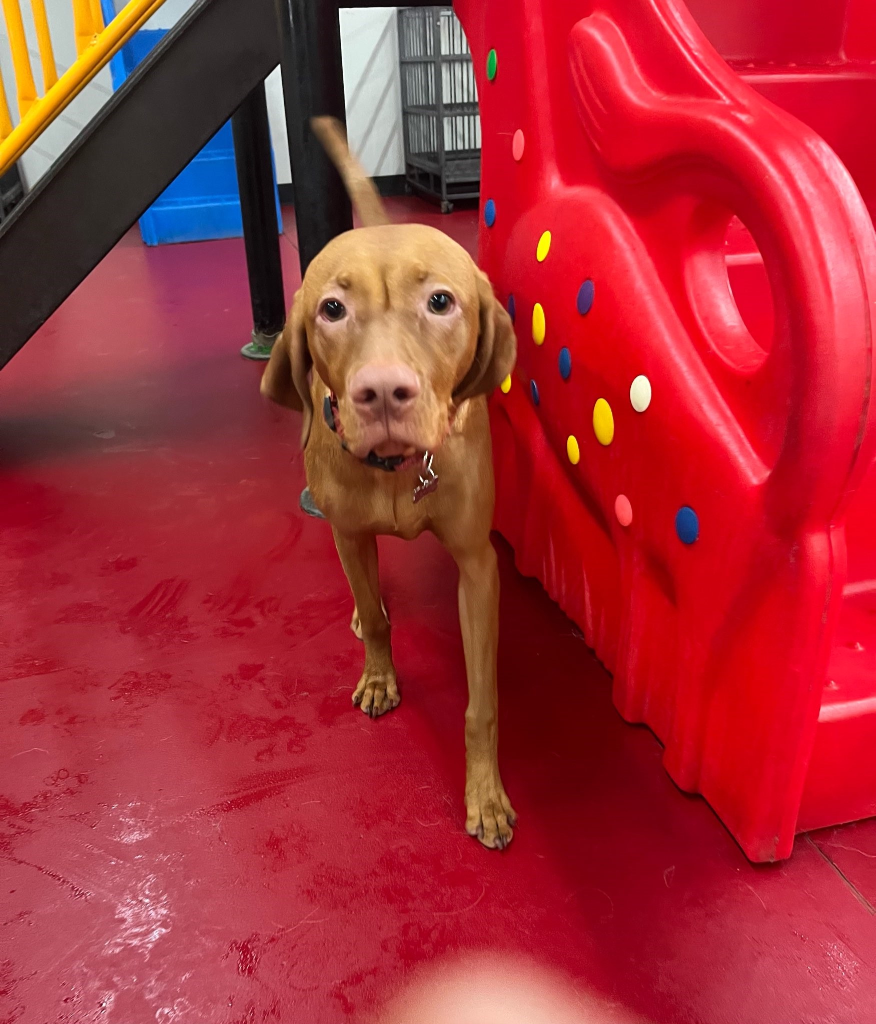 South Park Doggie Playland Dtla Logo