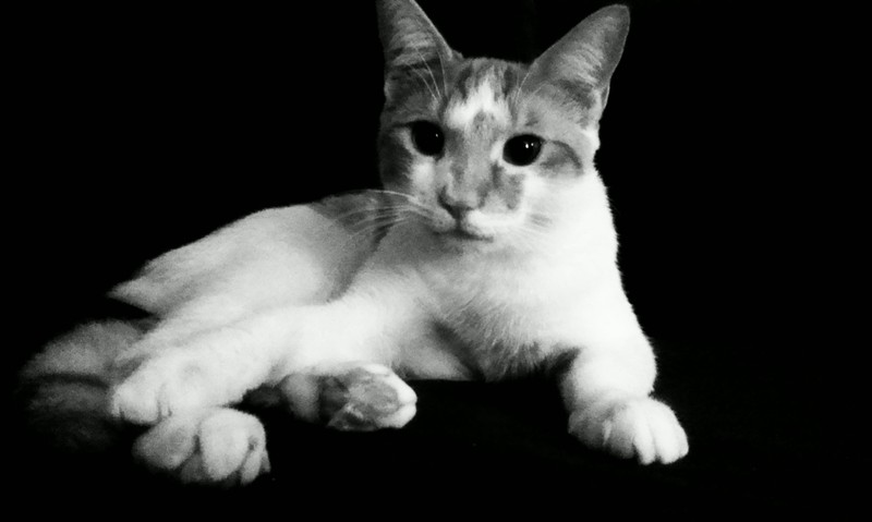 Gail's Precious Pets's Photo