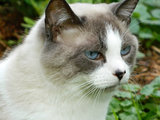 Sonyea Cat Services
