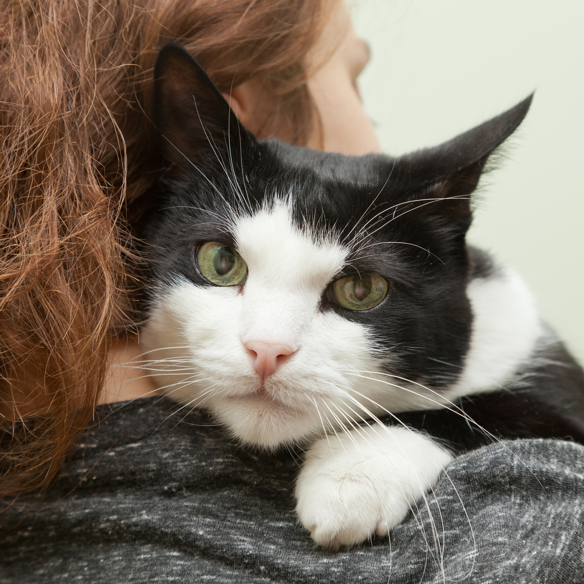 Uniquely Feline Cat Sitting's Photo