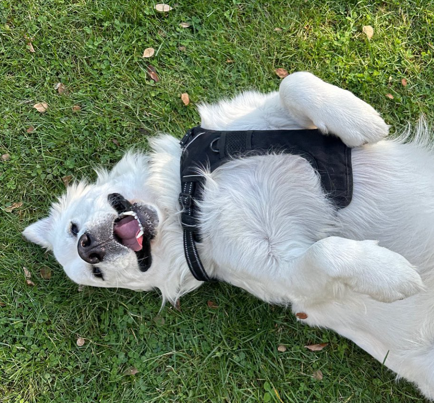 Hill Family Pet Care's Photo