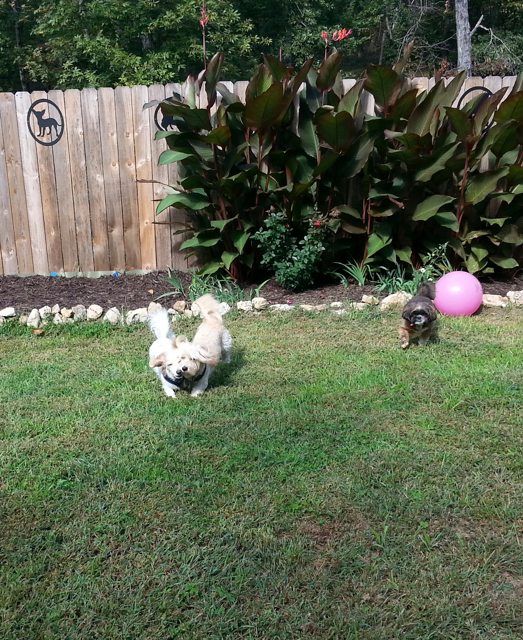 The Pampered Pet Grooming Salon LLC's Photo