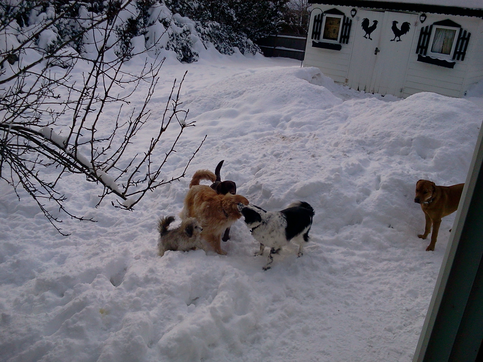 Parade of Pets's Photo