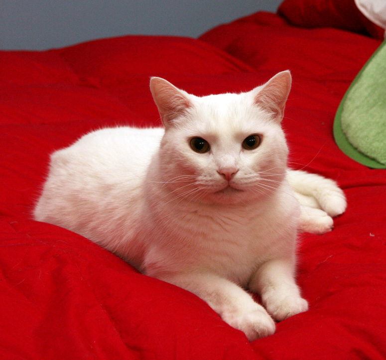 Patty's Pampered Pet Sitting's Photo