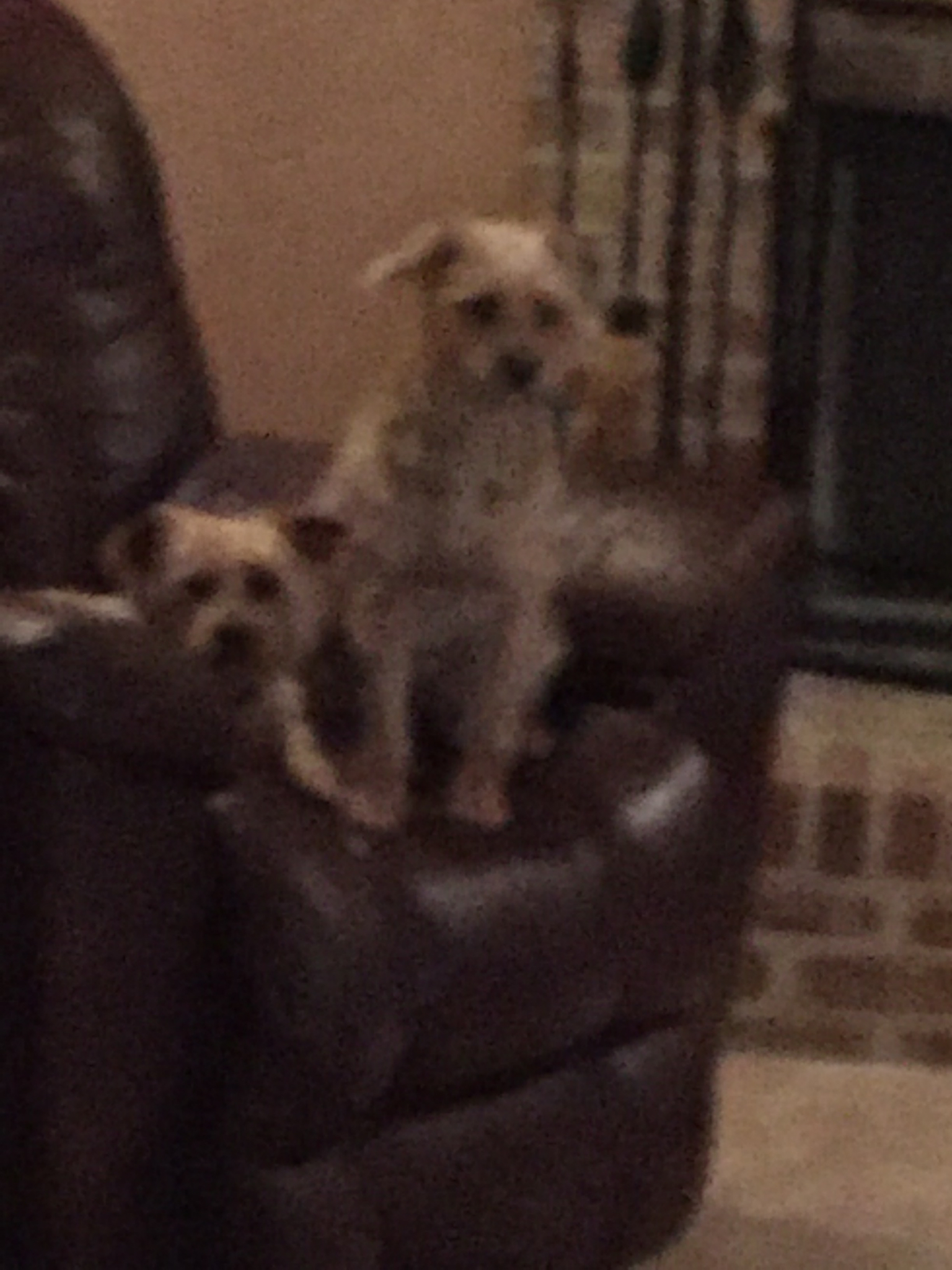 Just Like Home Dog Vacay's Photo