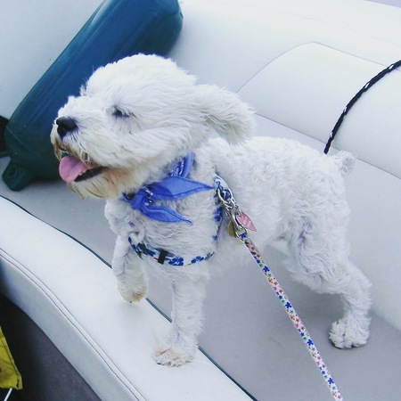 Wiggle and Walks Pet Care's Photo