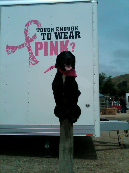 Canine Tutors Dog Training's Photo