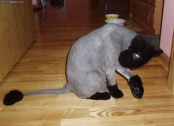K9 Grooming's Photo