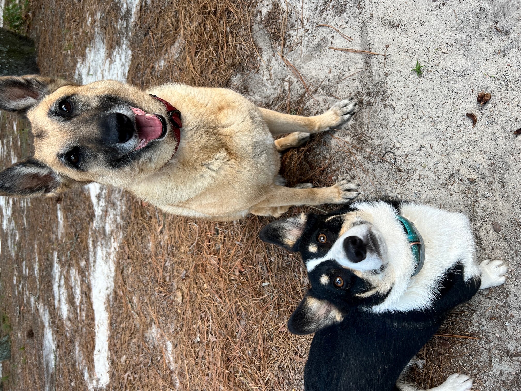 Waggin Wilderness Pet Lodge, LLC's Photo