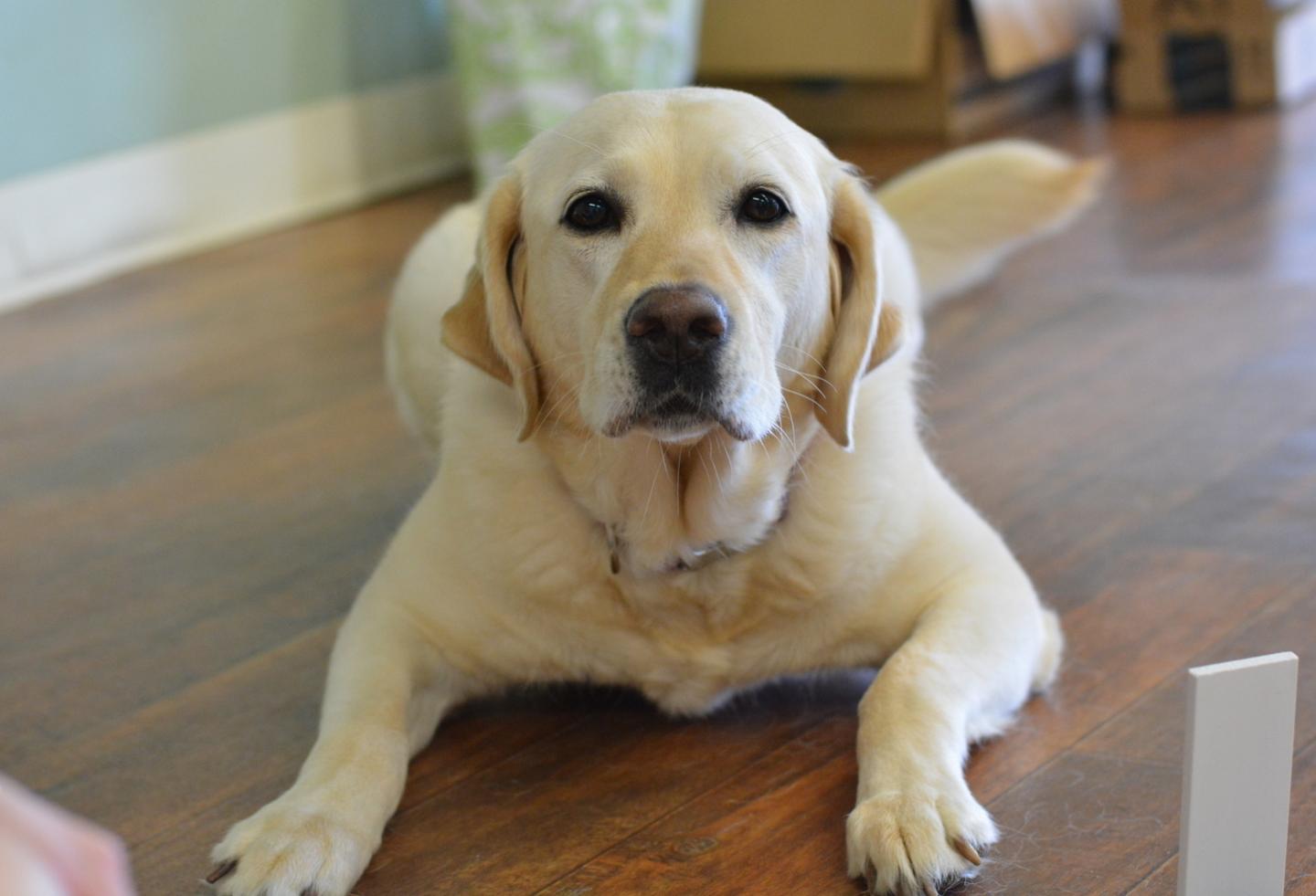 OnLeash Pet Services's Photo
