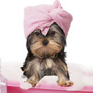 Mobile Dog Grooming of Simi Valley Thousand Oaks