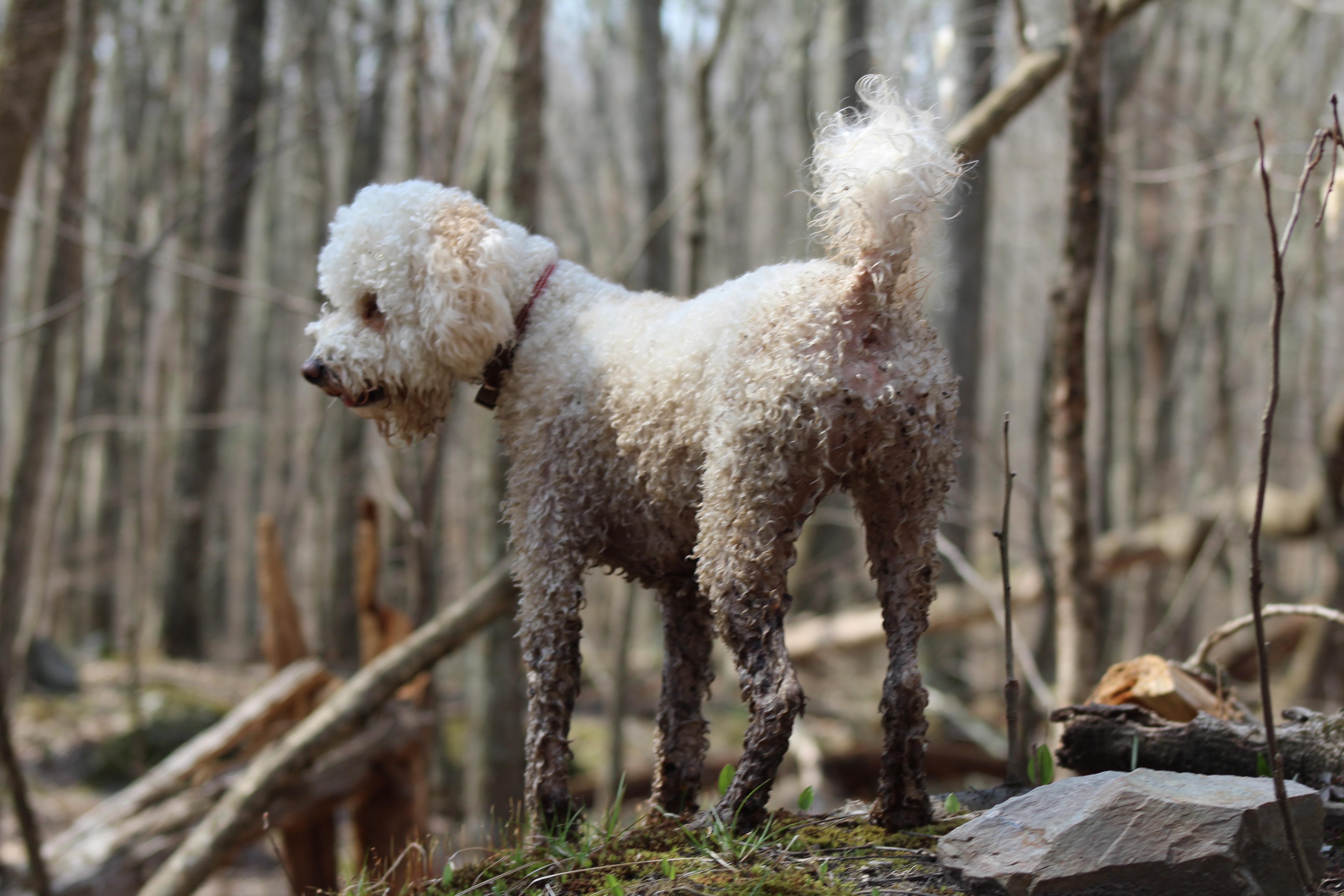 Above and Beyond Pet Care LLC's Photo