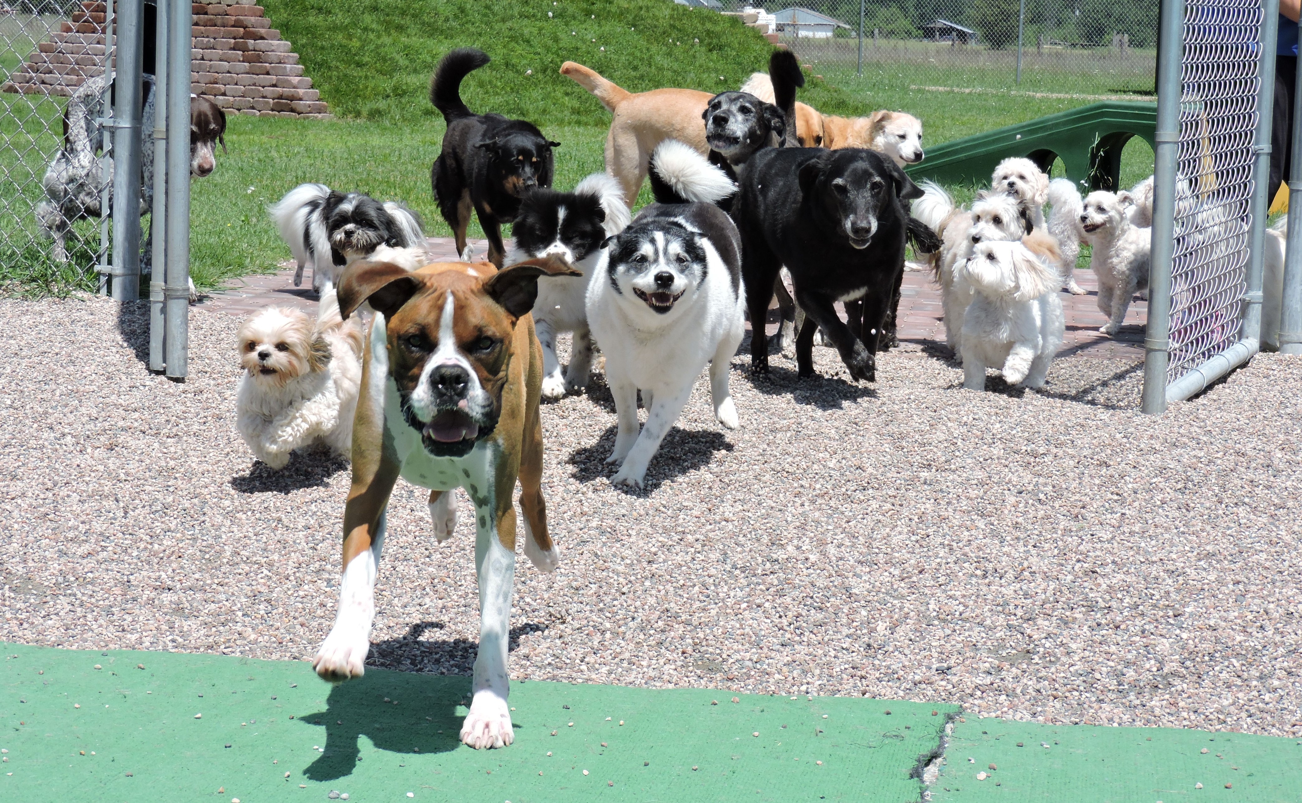 Dog Star Resort LLC's Photo
