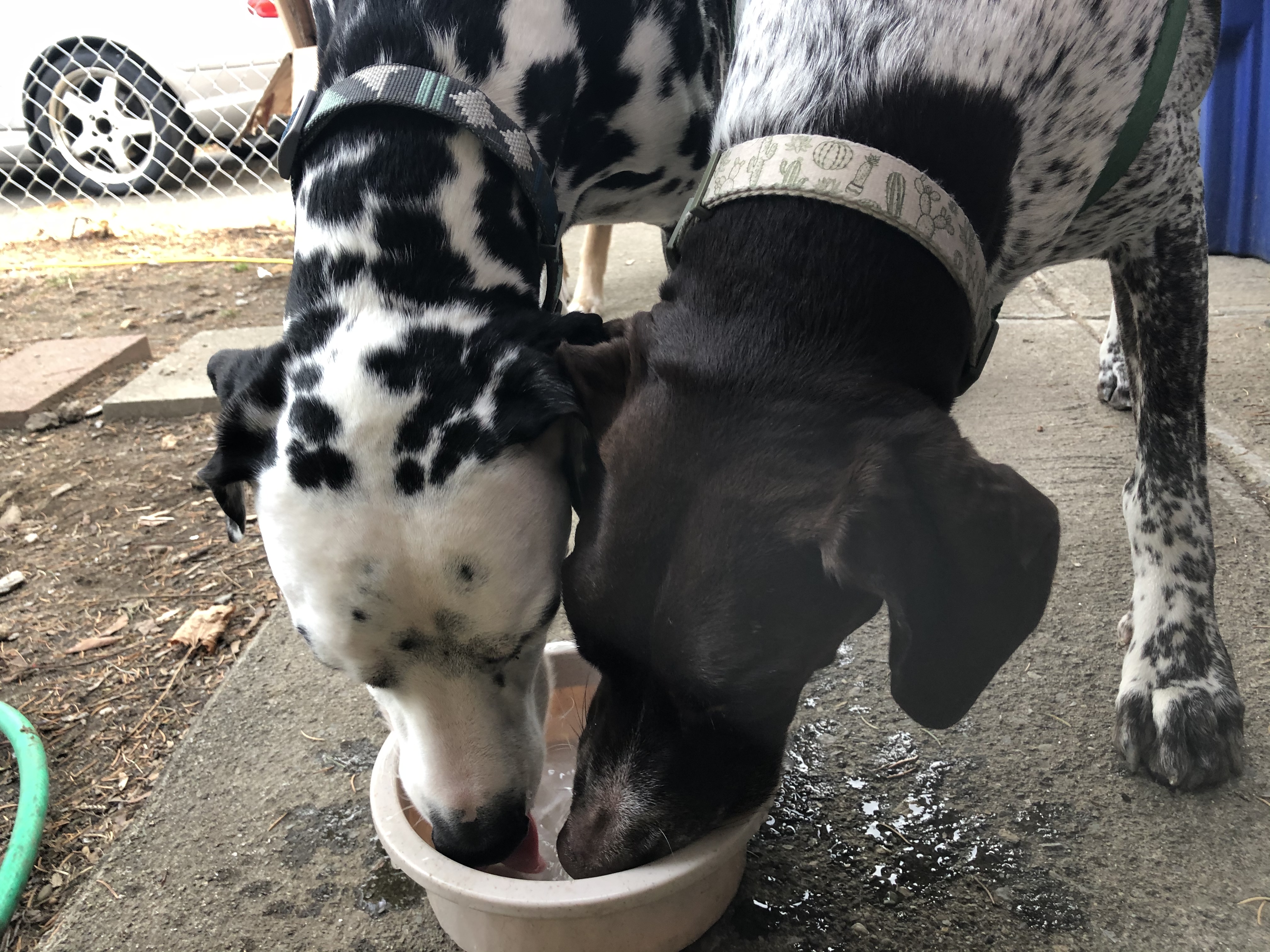 Destiny's Dog Daycare & Boarding's Photo