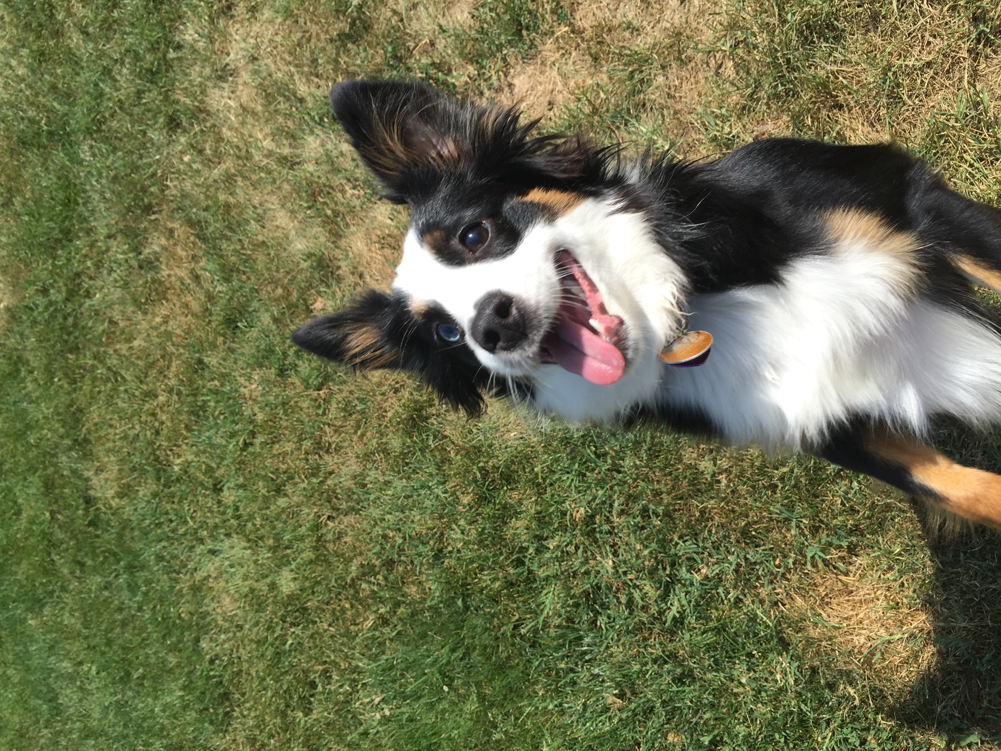 Pet Sitting with Grace's Photo