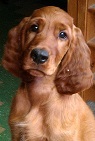 Rosebuds Pet Sitting & Dog Walking's Photo