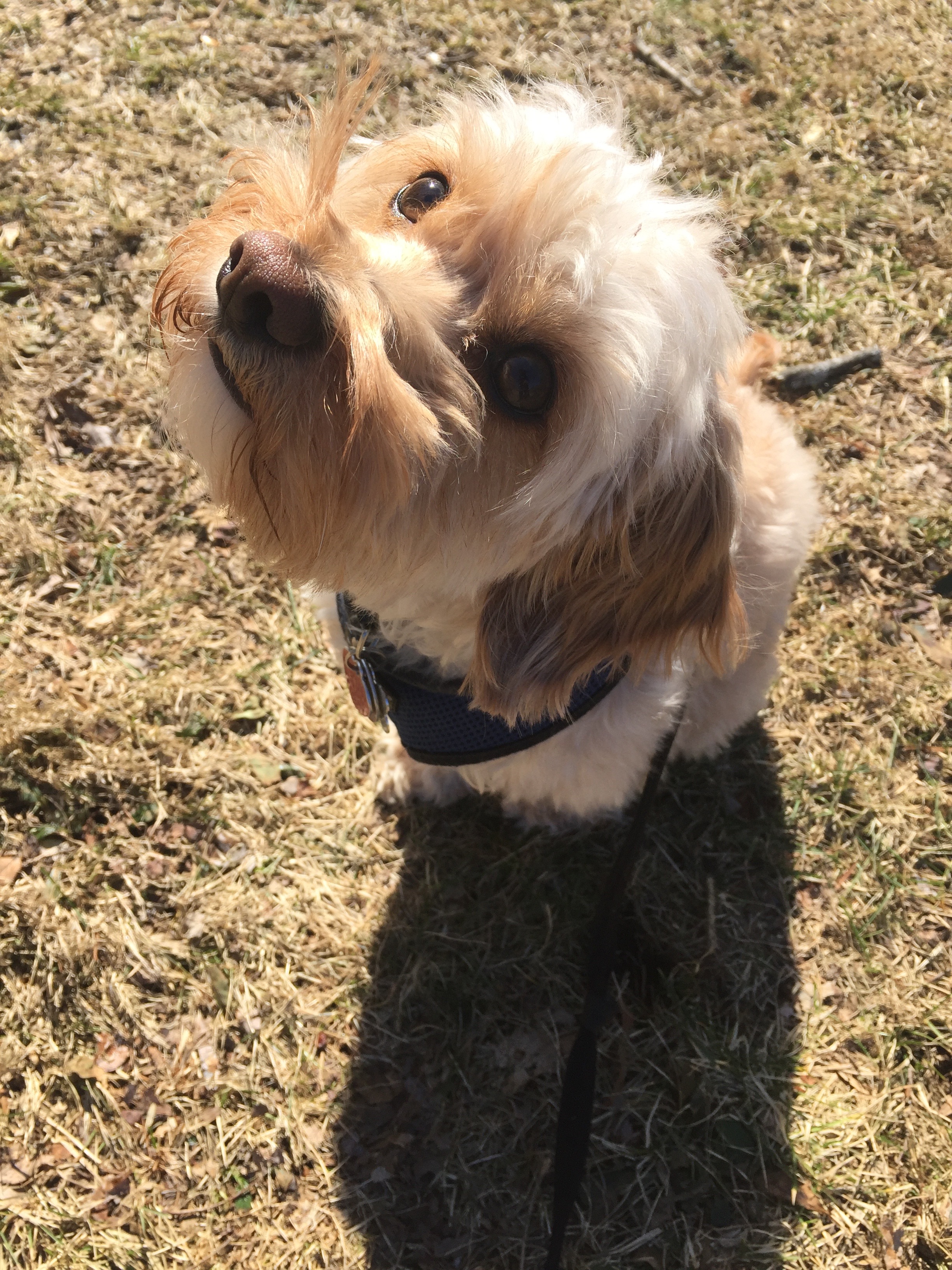 All Paws Aboard Inc's Photo