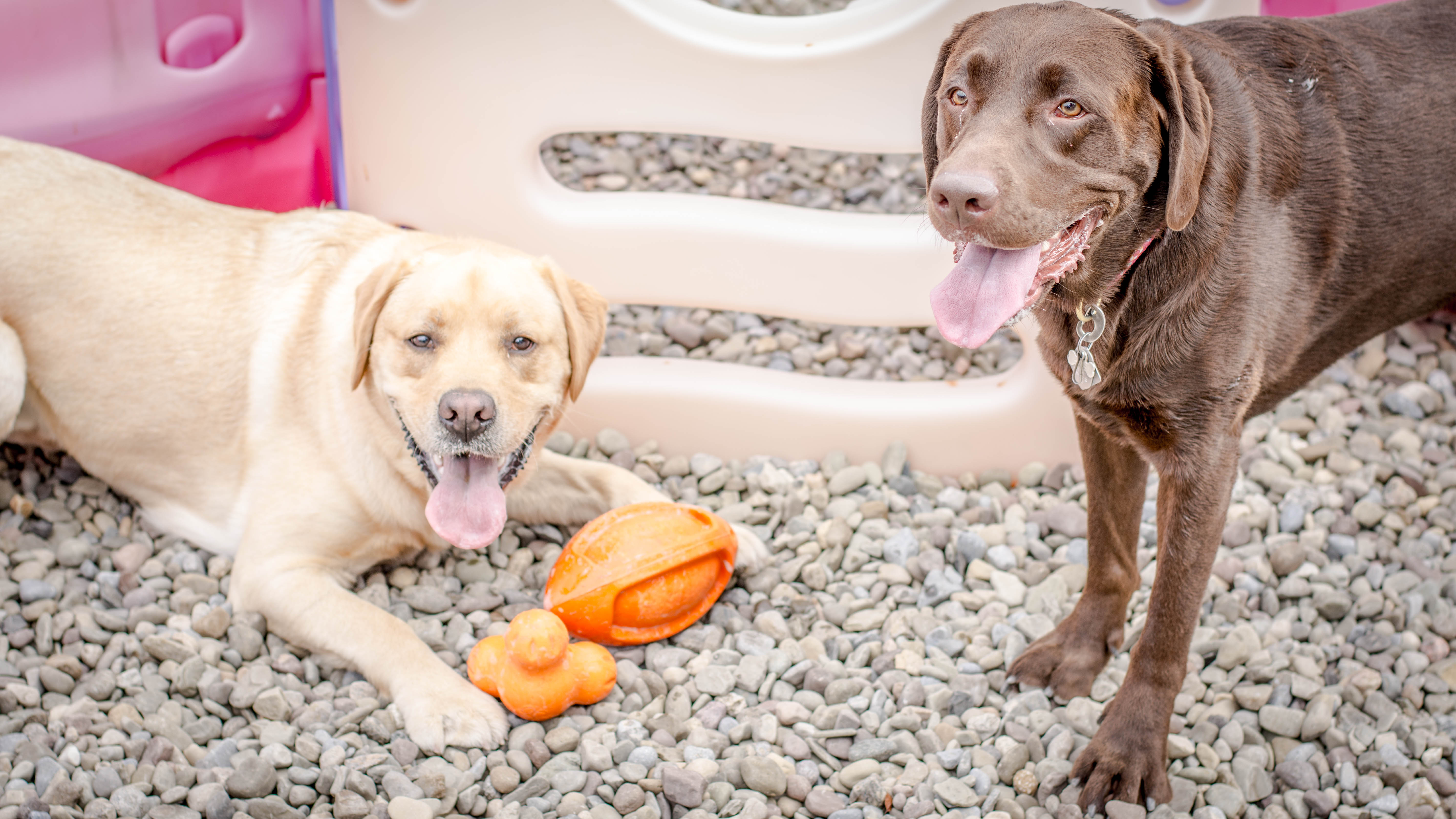 Ladeda Pet Spa's Photo