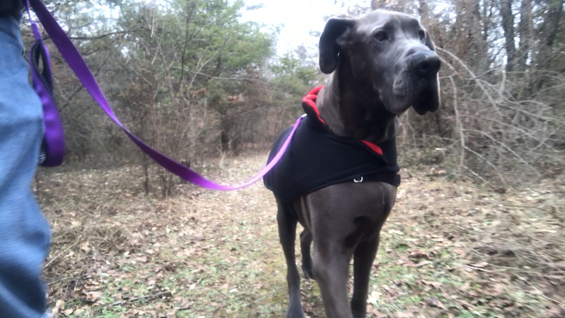 Paws Across West Michigan's Photo