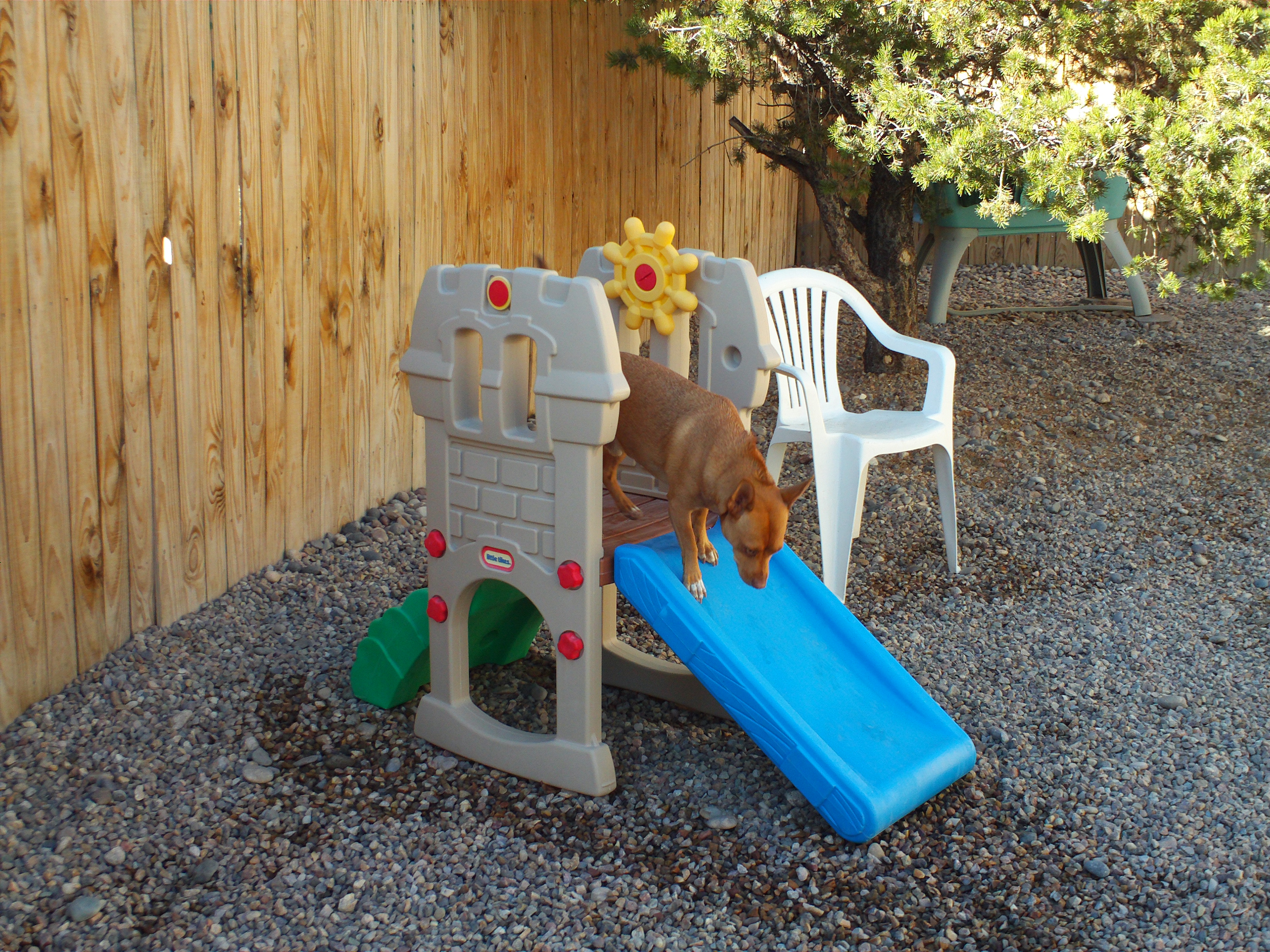 Dog Days Doggie Day Care "l.l.c."'s Photo