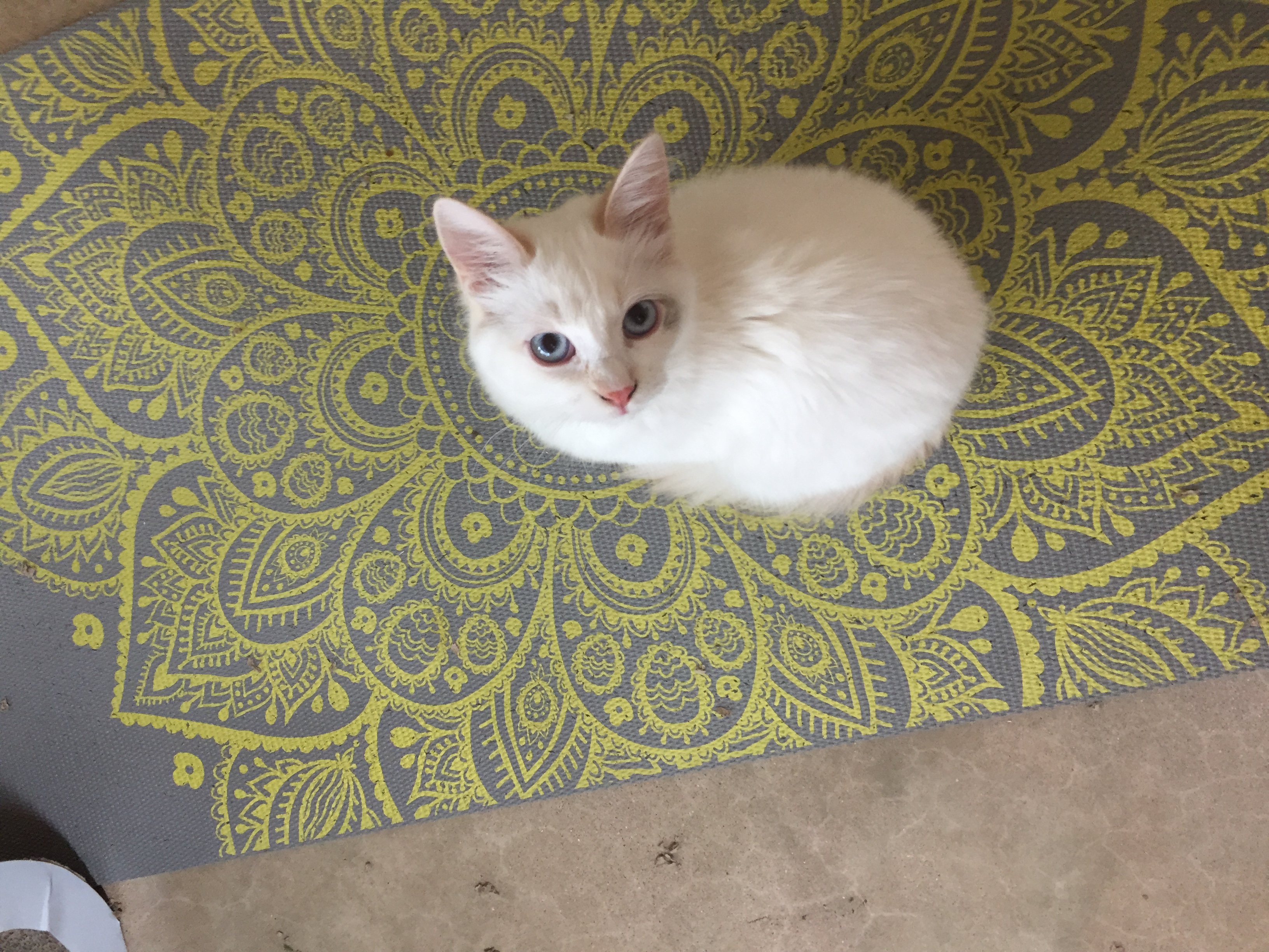 Sparky's Gotta Go! Petsitting & Dogwalking's Photo