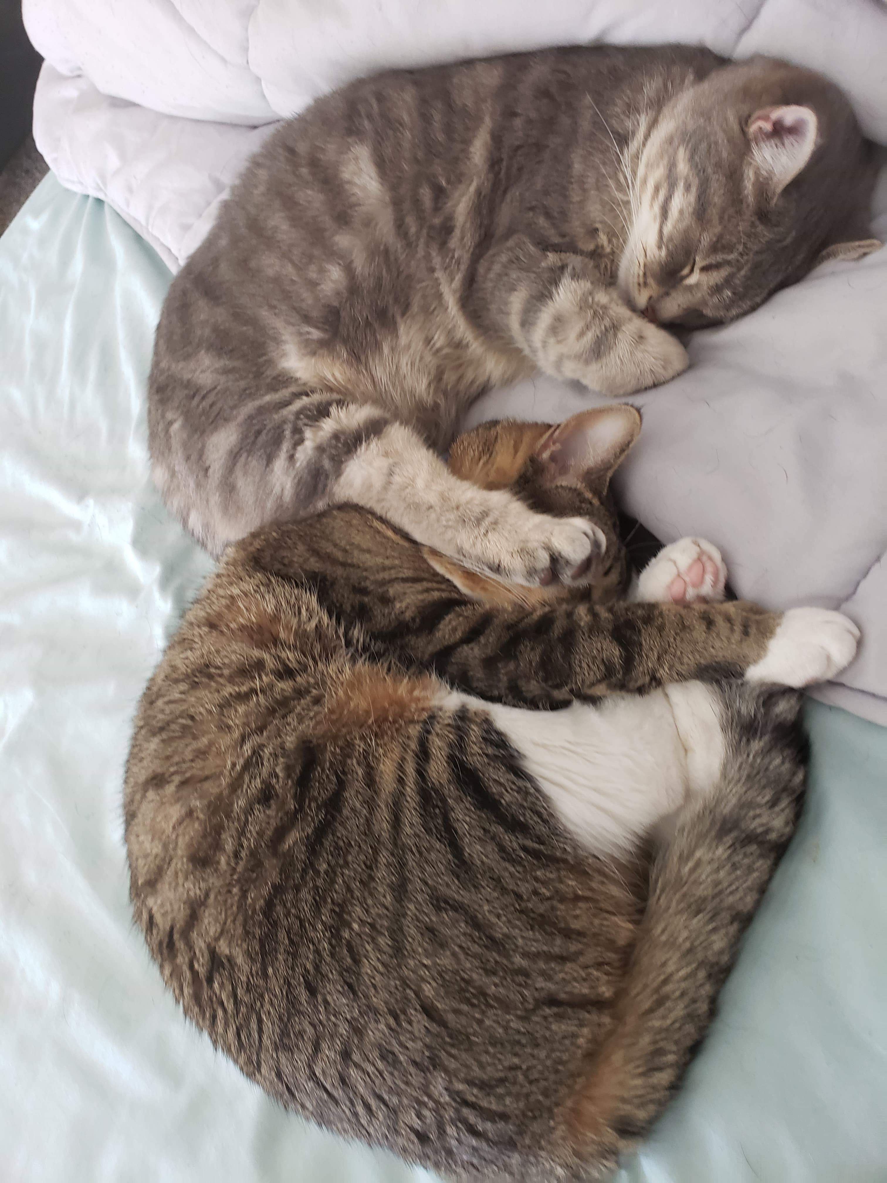 FuzzyLuvins Pet Care, LLC's Photo