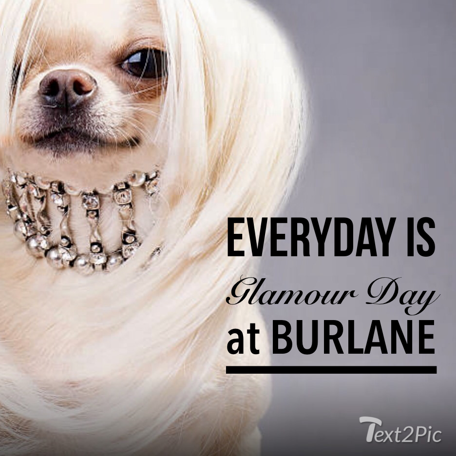 Burlane Cat & Dog Boutique's Photo