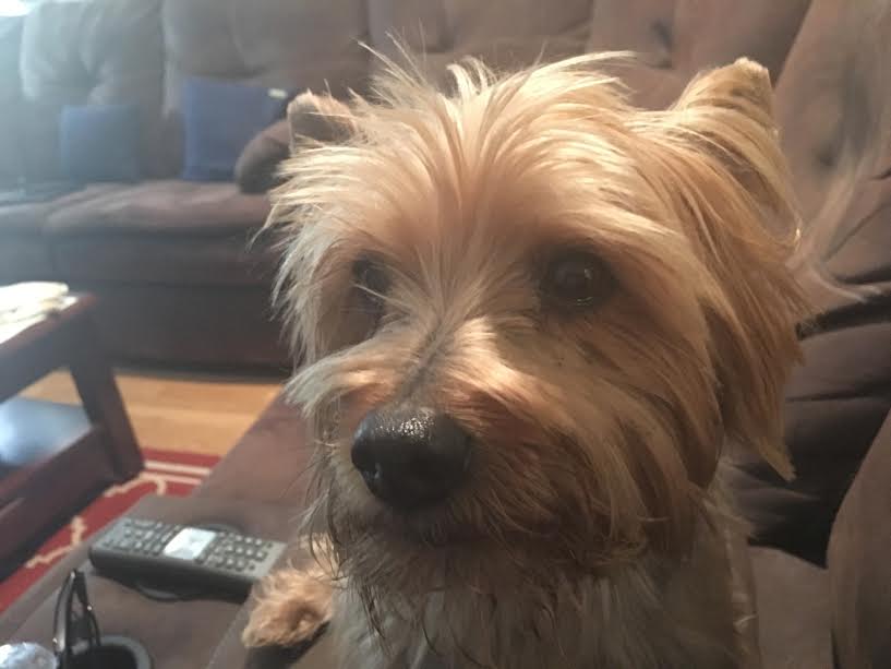 Erin's Pet sitting's Photo