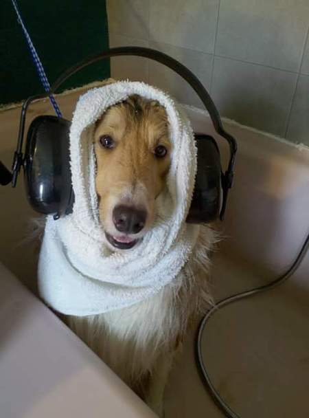 Prancing Pawz Grooming Salon